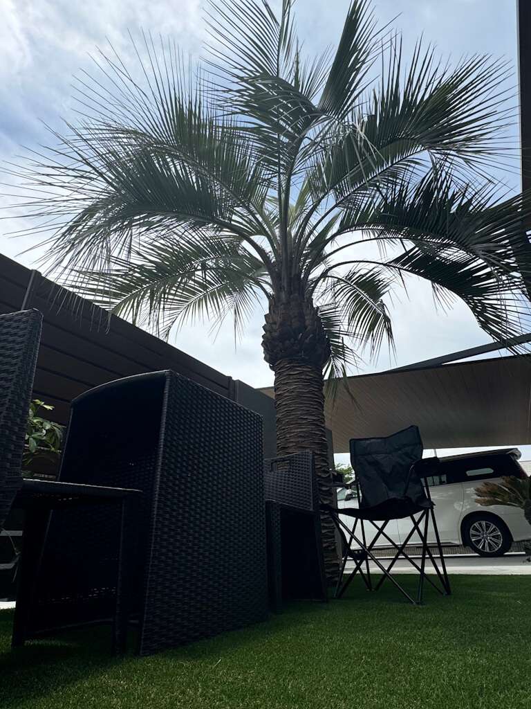 コスヤシと人工芝が映えるドライガーデン風の庭